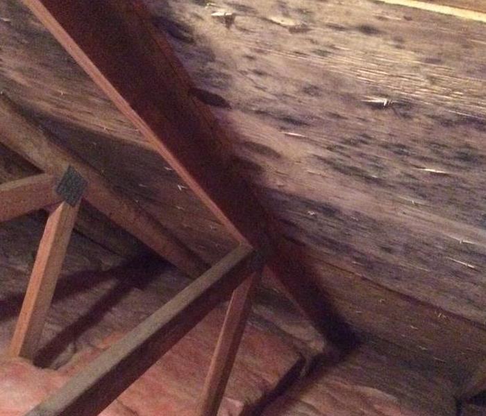 Attic rafters and plywood covered in mold